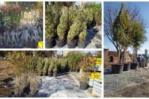 FOTO, VIDEO: Un nou transport cu copaci ornamentali a sosit în Cetatea Alba Carolina. Vor fi plantaţi în Parcul Unirii