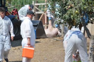 Noutate de la Direcţia Sanitar Veterinară: încă 39 de focare de pestă porcină africană confirmate în Bihor, inclusiv aproape de Oradea!