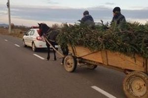 FOTO – Bărbat prins cu o căruţă plină de brazi la Porumbacu de Sus