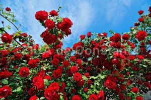 Apa de trandafiri, un remediu pentru tenul gras 