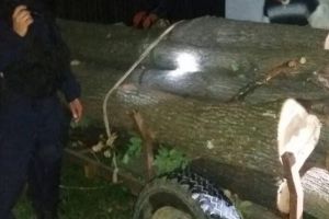 Prinşi la furat de lemne de către jandarmi