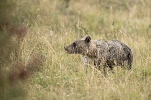 Dealul Negru: Un urs a muşcat de cap un vânător. Ce s-a întâmplat cu animalul