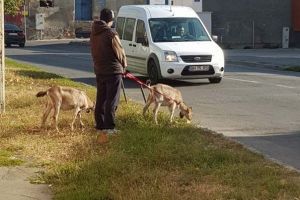 Cu capra prin oraş: La păscut pe străzile Oradiei, ca pe legheleu