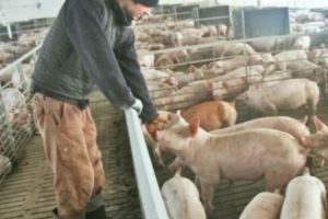 39 de focare de pestă porcină africană în Bihor