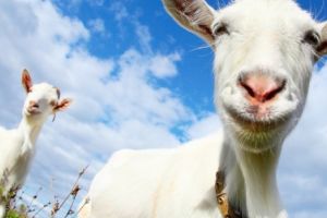 Accident stupid! O turma de capre a rasturnat masina politistului – sef de post de Susani