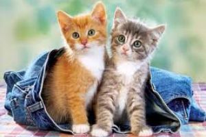 10 curiozităţi despre pisici, companionii noştri capricioşi