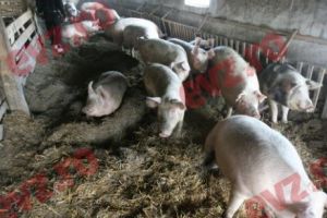 Preşedintele ANSVSA dă asigurări că România nu va interzice creşterea porcilor în gospodăriile populaţiei