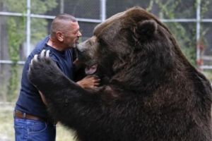 Un bărbat a fost muşcat chiar de ursul pe care îl rănise cu o zi înainte