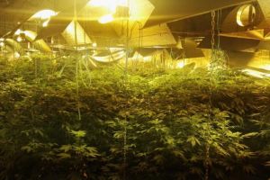 Traficanţi de droguri ’’camuflaţi’’ în cultivatori de roşii – Canabis de zece milioane euro