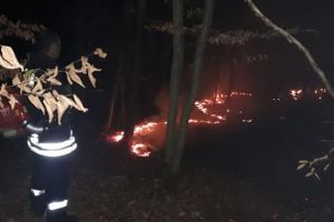 Padure cuprinsa de flacari, in Timis. Au ars patru hectare de vegetatie