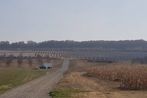 FOTO. Plantaţii de afin într-o comună din Satu Mare. Investiţie de 2 milioane de euro