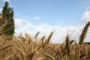 Majoritatea culturilor înfiinţate în această toamnă în judeţul Alba sunt afectate de lipsa precipitaţiilor din ultimele luni