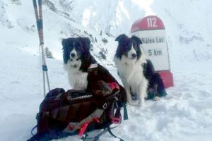 Câinii de avalanşă din Argeş, la Târgul de Turism