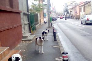 Maidanezii umblă iar în haită prin Piteşti