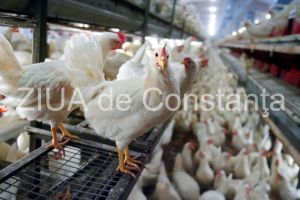 Dezbatere publica pentru o afacere cu pui cu crestere intensiva in satul Culmea. Cine este investitorul 