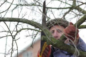 Tăierile tehnologice la pomi şi vie