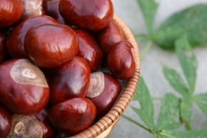 Prahovenii îşi fac plantaţie de castani cu puieţi de la Tismana