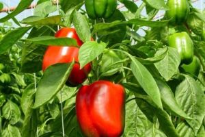 Joburi la cules de ardei, în Olanda