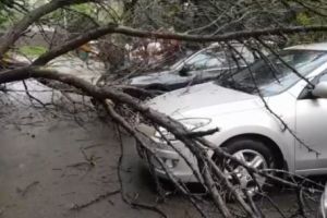 ACUM – COPACUL CĂZUT i-a blocat în PARCARE