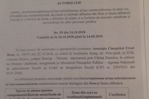 În ce condiţii a fost vânat ursul agresiv de la Dealul Negru (FOTO)