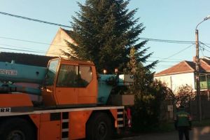 FOTO. Povestea bradului din Piaţa Libertăţii. Are 15 metri şi a fost donat de un sătmărean