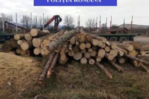 „Mafia” lemnelor la Cluj. Cum se fură camioane de copaci tăiaţi ilegal FOTO
