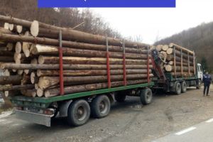 Tăiere ilegală de arbori la Valea Ierii