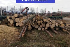 Barbati, retinuti pentru furt de arbori, fals intelectual si uz de fals (galerie foto)  