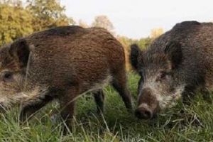 În ultimele trei zile, încă 11 porci mistreţi din pădurea de la Plopii Slăviteşti, omorâţi de pesta porcină
