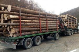 FOTO: Tânăr din Lupşa reţinut de poliţiştii din Cluj, pentru tăiere fără drept de arbori, furt de arbori, fals intelectual şi uz de fals. I-au fost confiscate camionul cu remorcă, un TAF, peste 100 de metri cubi de lemn şi un motoferăstrău