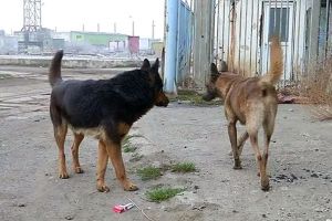 Propietarul câinelui care a sfâşiat un om, identificat – Riscă închisoarea