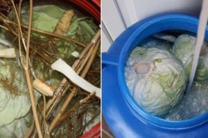 Ai pus varză la murat? Iată cum se pritoceşte corect, pentru a se mura mai bine