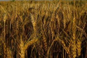 EUROSTAT: România a avut în 2017 a treia mare creştere de producţie agricolă din UE