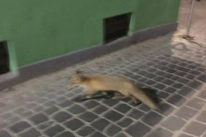 Vulpea şi-a făcut din nou apariţia la Făgăraş. De această dată a făcut victime