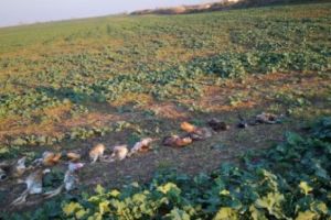 Masacru în Arad. Zeci de animale sălbatice otrăvite