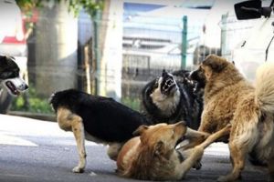 Cei mai mulţi MAIDANEZI, în cartierul GĂVANA