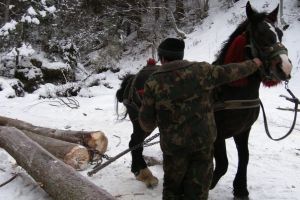 Acţiuni silvice în Harghita: sancţiuni de 19.000 de lei aplicate şi peste 20 mc de material lemnos confiscat