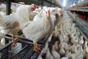 ALERTĂ. Gripa aviară revine. Mesaj pentru crescătorii de păsări din Satu Mare