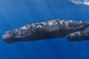 Descoperire şocantă în stomacul unui caşalot găsit mort pe plajă în Indonezia