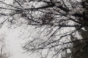 METEO:  Vreme rea, cu precipitaţii moderate cantitativ. 4 grade, temperatura maximă.