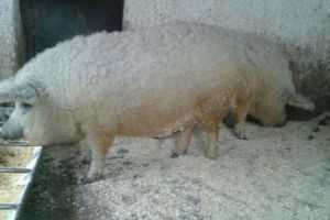 Gorjul a făcut a doua livrare de purcei din rasa Mangaliţă