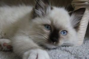 Pisicile nu se perinda pe langa picioarele tale pentru ca le este foame sau vor atentie. Care este motivul real?