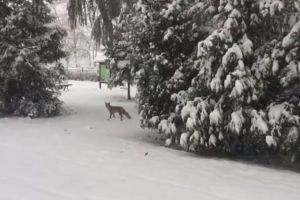 Vulpe, filmată în timp ce se plimba prin curtea Facultăţii de Silvicultură (Video)