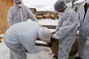 Exerciţiu de simulare a apariţiei pestei micilor rumegătoare, care evoluează în Bulgaria