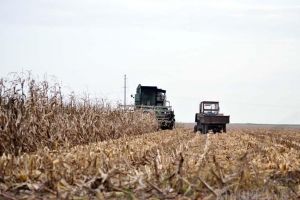 S-a făcut mălaiul! Fermierii bihoreni au parte de cea mai mare producţie de porumb din istorie