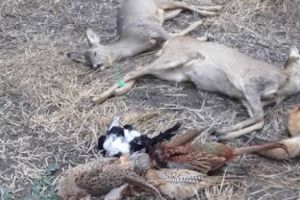 Animale sălbatice OTRĂVITE şi în Timiş