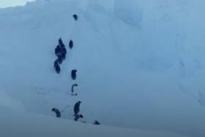 Imagini INCREDIBILE din natură! Cameramanii au intervenit şi au salvat pinguinii - VIDEO