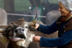 În Elveţia se va hotărâ, prin referendum, dacă se păstrează demnitatea şeptelului