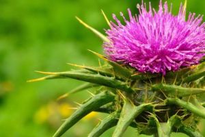 Armurariul, armura ficatului, hepatoprotector şi hepatotrofic de excepţie