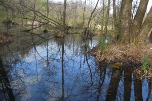 Ecotop a atras bani europeni pentru situl Săcueni şi Lacul Cicoş (FOTO)